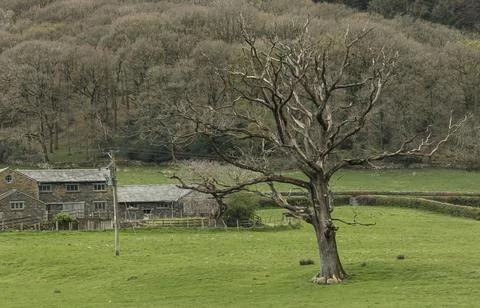 Stark dead tree in a field in front of a farmhouse Foto stock