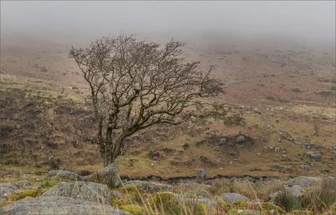 Stark lone tree in the mist of Mizen Head Stock Photos