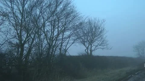 Stark trees at side of country road in winter fog Stock Footage 15103447
