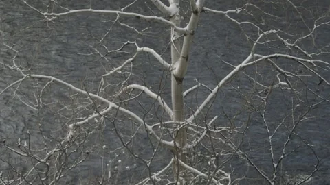 Stark white branches in front of the Hudson river Stock Footage 166053500