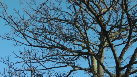 Stark winter tree against blue sky Stock Footage 1062778