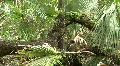 Starkey Nature Park HD Footage