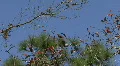 Starkey Nature Park HD Footage