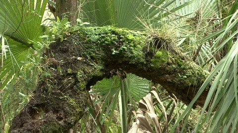 Starkey Nature Park Stock Footage