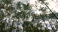 Starkey Nature Park HD Footage
