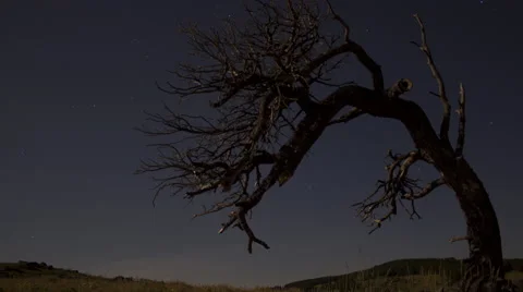 Starlapse With Tree 4K 動画素材 61515114