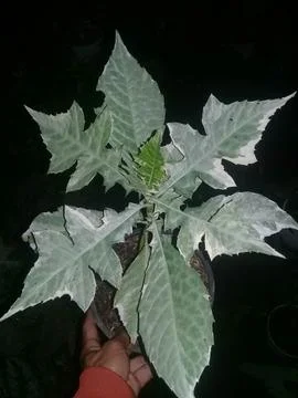 Star.Leaves Stock Photos