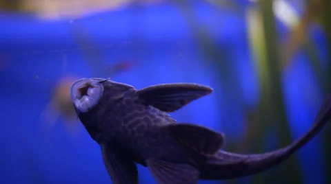 Starlight Bristlenose Catfish Stock-Footage 37626320