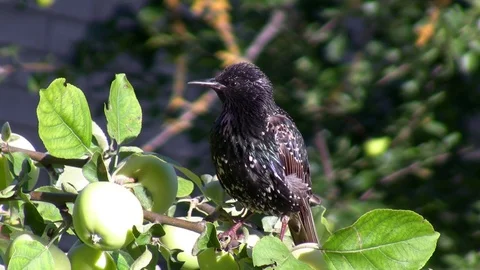 Starling on apple tree branch Stock Footage 93431871