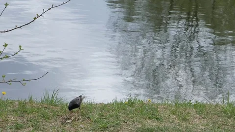 Starling ashore Video stock 116792462