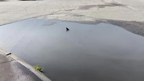 A starling bathes in a puddle after rain on a hot sunny day, the bird drink.. Stock Footage 309134209