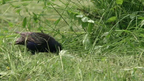 Starling with beak full of insects  Stock Footage 302570389