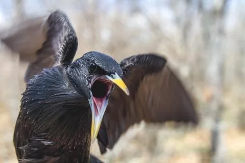 Starling Bird Attack Stock Photos
