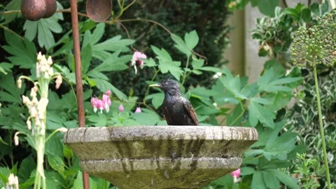 Starling in bird bath Stock Footage 156462411