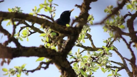Starling bird on a blossoming tree Vidéo 93656206