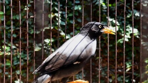 Starling bird in a cage Stock Footage 118652113