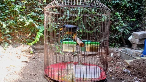 Starling bird Stock Footage 118651865