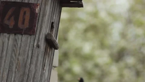 Starling bird is going inside the birdhouse to feed nestlings Stock Footage 133222268