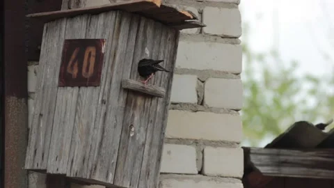 Starling bird is going inside the birdhouse to feed nestlings Stock Footage 133222270