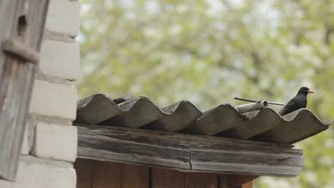 Starling bird is going inside the birdhouse to feed nestlings Stock Footage 133222575