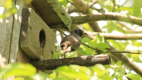 Starling bird with insects close-up at his home Stock Footage 75733093