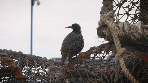 Starling bird resting close up slow motion stock footage Stock Footage 314729104