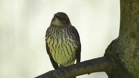 Starling bird resting Stock Footage 275525967