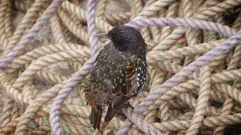 Starling bird resting on rope close up slow motion stock footage Vídeo Stock 314461012
