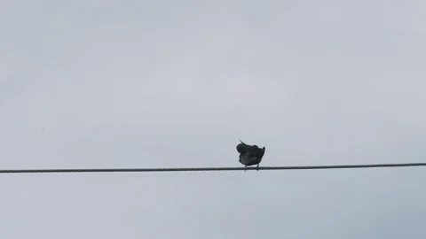 Starling bird Ring Ouzel cleaning its feathers while perched on wire. Video stock 332073217