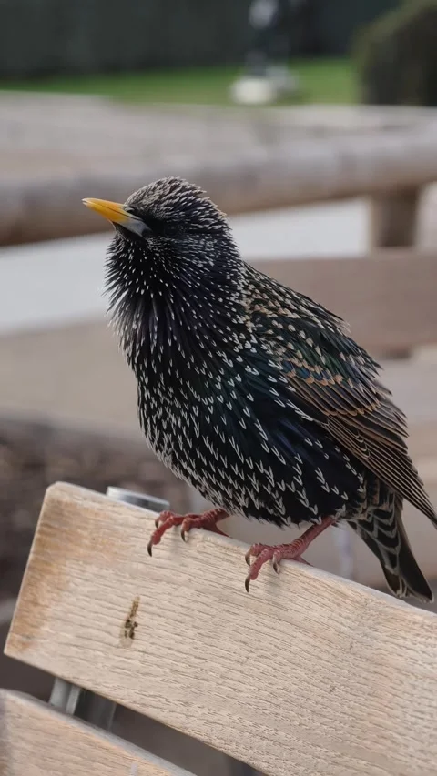 Starling Bird Singing in Urban Setting Close Up Vidéo 335097846