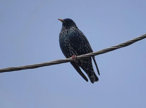 Starling bird sits on an electric cable 写真素材