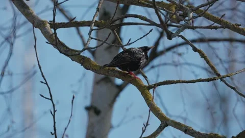 Starling bird in spring 스톡 동영상 333816586