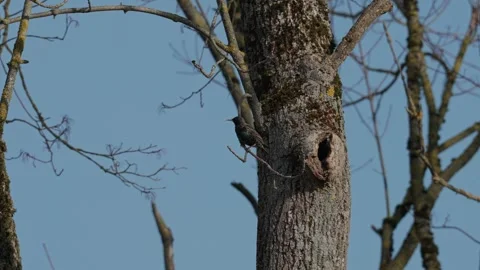 Starling bird in spring Video stock 333816643