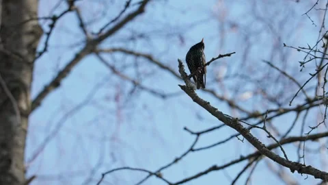 Starling bird in spring Video stock 333816663