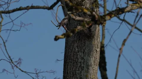 Starling bird in spring Video stock 333816784