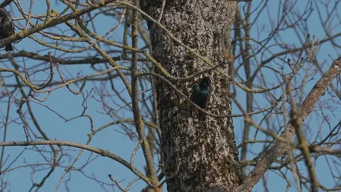 Starling bird in spring Video stock 333816991