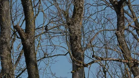 Starling bird in spring Video stock 333817031