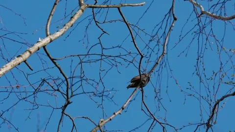 Starling bird in spring Video stock 333817129