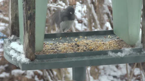 Starling in Birdfeeder Vidéo 22529161
