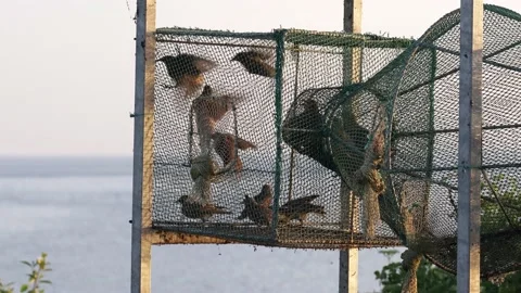 Starling birds caught in a nets Stock Footage 155041962