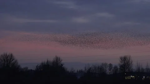 Starling birds flying in the evening light England awesome nature UK 4K Vidéo 204883726