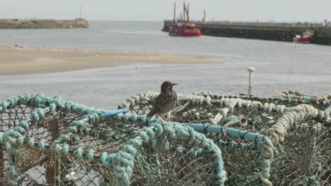 Starling birds standing on stacked up empty crab and lobster nets stock foota Видео 311374479
