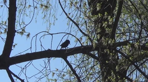 Starling on branch 스톡 동영상 49523942