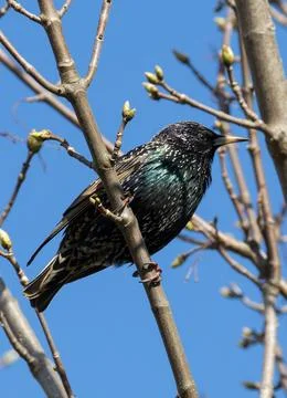 Starling on a branch Stock Photos