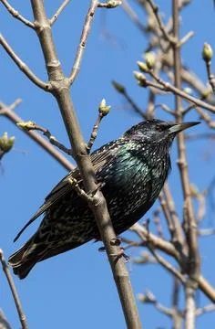 Starling on a branch Stock Photos