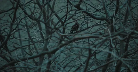 Starling in the branches of trees Stock Footage 131211157