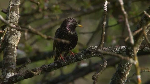 Starling in breeding colors sitting on tree branch in springtime Stock Footage 329677261