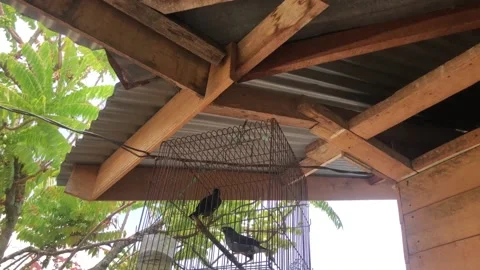 Starling in the cage Stock Footage 236540291