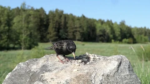 Starling chases a nut as it rolls away. Video stock 246599985