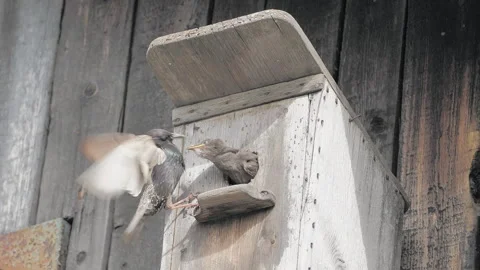 Starling Chick Being Fed an Insect by Parent Bird Stock Footage 323139073